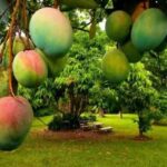 যেভাবে বনাঞ্চলের গাছ কেটে পাচার করা হয় হাতি দিয়ে